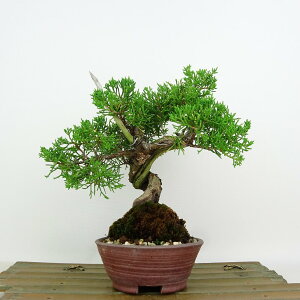 ~ ^  18cm ς Juniperus chinensis VpN gW Vh qmL Ύ Ϗܗp i i