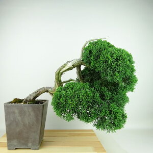 ~ ^  ㉺ 32cm ς Juniperus chinensis VpN gW Vh qmL Ύ Ϗܗp i