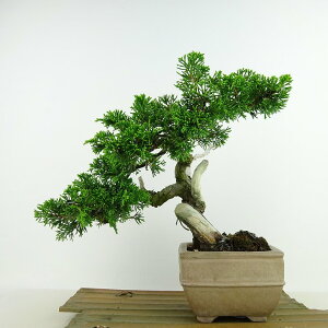 ~ ^  20cm ς Juniperus chinensis VpN gW Vh qmL Ύ Ϗܗp i i 