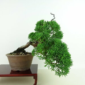 ~ ^  ㉺ 18cm ς Juniperus chinensis VpN gW Vh qmL Ύ Ϗܗp i i 