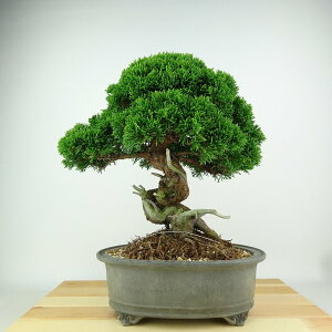 ~ ^  25cm ς Juniperus chinensis VpN gW Vh qmL Ύ Ϗܗp i