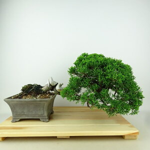 ~ ^  ㉺ 19cm ς Juniperus chinensis VpN gW Vh qmL Ύ Ϗܗp i i