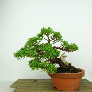 ~ ^  14cm ς Juniperus chinensis VpN gW Vh qmL Ύ Ϗܗp i i 