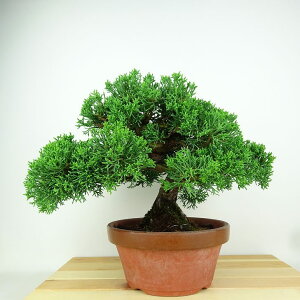 ~ ^  22cm ς Juniperus chinensis VpN qmL Ύ Ϗܗp i 