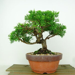 ~ ^  17cm ς Juniperus chinensis VpN qmL Ύ Ϗܗp i i 