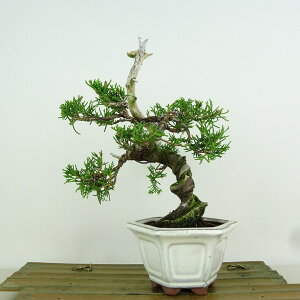 ~ ^  20cm ς Juniperus chinensis VpN gW Vh qmL Ύ Ϗܗp i i 