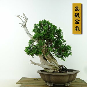 ~ ^  24cm ς ~ Juniperus chinensis VpN gW Vh R qmL Ύ Ϗܗp i