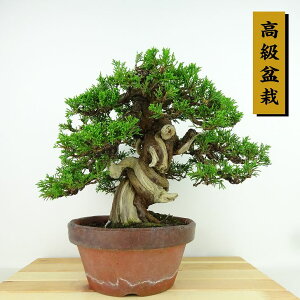 ~ ^  23cm ς ~ Juniperus chinensis VpN gW Vh qmL Ύ Ϗܗp i