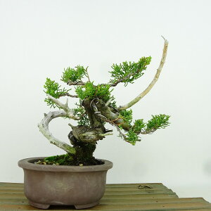~ ^  18cm ς Juniperus chinensis VpN "W" qmL Ύ Ϗܗp i i 