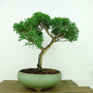 ~ ^  21cm ς Juniperus chinensis VpN qmL Ύ Ϗܗp i 