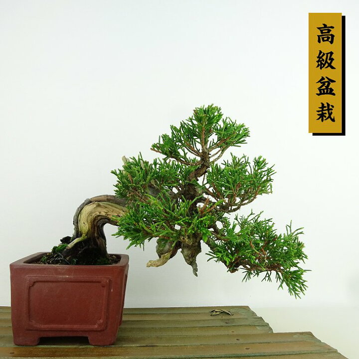 楽天市場】盆栽 真柏 樹高 上下 約14cm しんぱく 高級盆栽 Juniperus 
