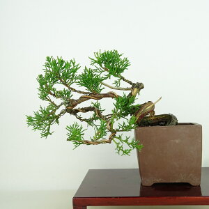 ~ ^  ㉺ 11cm ς Juniperus chinensis VpN gW Vh qmL Ύ Ϗܗp i i 