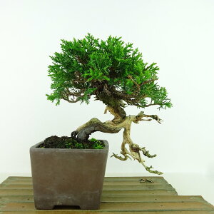 ~ ^  ㉺ 17cm ς Juniperus chinensis VpN gW Vh qmL Ύ Ϗܗp i i