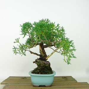 ~ ^  17cm ς Juniperus chinensis VpN gW Vh qmL Ύ Ϗܗp i i 