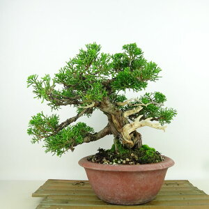 ~ ^  19cm ς Juniperus chinensis VpN gW Vh qmL Ύ Ϗܗp i i