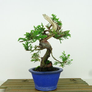 ~ ^  17cm ς Juniperus chinensis VpN gW Vh qmL Ύ Ϗܗp i i 