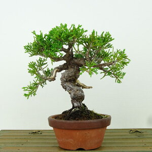~ ^  14cm ς Juniperus chinensis VpN gW Vh qmL Ύ Ϗܗp i i 