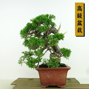 ~ ^  20cm ς ~ Juniperus chinensis VpN gW Vh qmL Ύ Ϗܗp i i