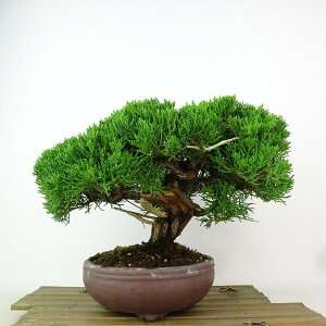 ~ ^  19cm ς Juniperus chinensis VpN gW Vh qmL Ύ Ϗܗp i i
