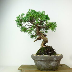 ~ ^  27cm ς Juniperus chinensis VpN gW Vh qmL Ύ Ϗܗp i 