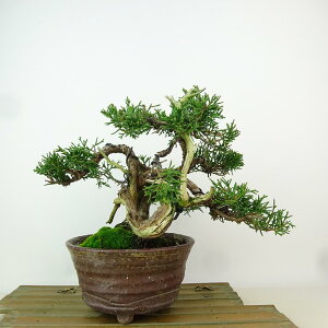 ~ ^  16cm ς Juniperus chinensis VpN gW Vh qmL Ύ Ϗܗp i i