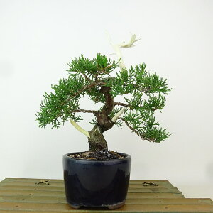 ~ ^  20cm ς Juniperus chinensis VpN gW Vh qmL Ύ Ϗܗp i i 