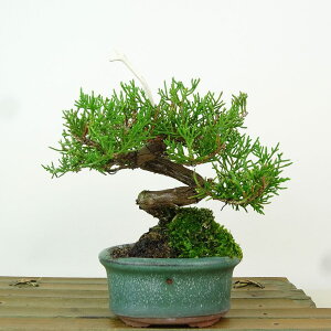 ~ ^  13cm ς Juniperus chinensis VpN gW Vh qmL Ύ Ϗܗp i i 