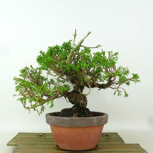 ~ ^  19cm ς Juniperus chinensis VpN gWh qmL Ύ i Ϗܗp i 