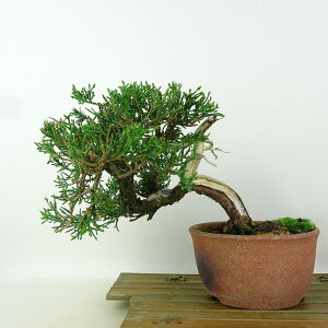 ~ ^  13cm ς Juniperus chinensis VpN gW Vh qmL Ύ i Ϗܗp i 