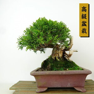 ~ ^  15cm ς ~ Juniperus chinensis VpN "W V" qmL Ύ Ϗܗp i i