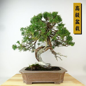 ~ ^  34cm ς ~ Juniperus chinensis VpN "W V" qmL Ύ Ϗܗp i