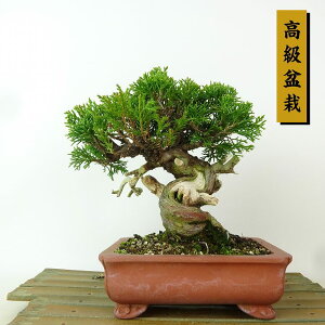 ~ ^  16cm ς ~ Juniperus chinensis VpN "W V" qmL Ύ Ϗܗp i i