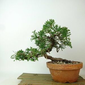 ~ ^  19cm ς Juniperus chinensis VpN gW Vh qmL Ύ i Ϗܗp i 