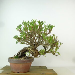 ~ ^  20cm ς Juniperus chinensis VpN gVh qmL Ύ Ϗܗp i i 