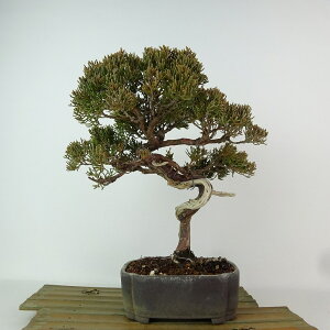 ~ ^  24cm ς Juniperus chinensis VpN gW Vh qmL Ύ Ϗܗp i