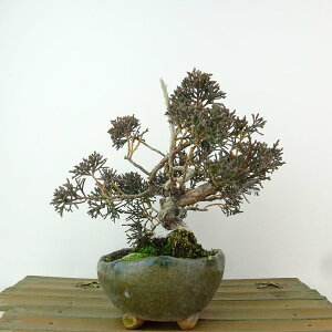 ~ ^  14cm ς Juniperus chinensis VpN "W " qmL Ύ Ϗܗp i i 