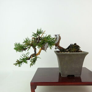 ~ ^  ㉺ 9cm ς Juniperus chinensis VpN W V qmL Ύ Ϗܗp i i