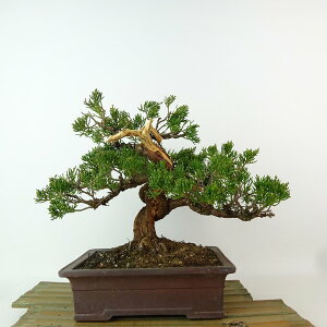 ~ ^  19cm ς Juniperus chinensis VpN qmL Ύ Ϗܗp i i