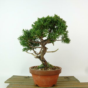 ~ ^  19cm ς Juniperus chinensis VpN W V qmL Ύ Ϗܗp i i 