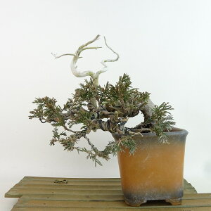 ~ ^  16cm ς Juniperus chinensis VpN W V qmL Ύ Ϗܗp i i
