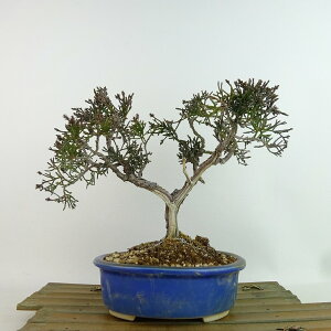 ~ ^  17cm ς Juniperus chinensis VpN qmL Ύ Ϗܗp i i 