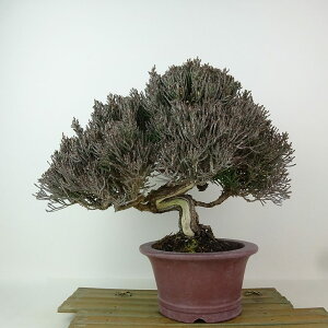 ~ ^  22cm ς Juniperus chinensis VpN V qmL Ύ Ϗܗp i 