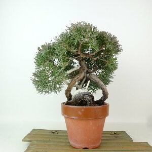 ~ ^  18cm ς Juniperus chinensis VpN W V qmL Ύ Ϗܗp i i 