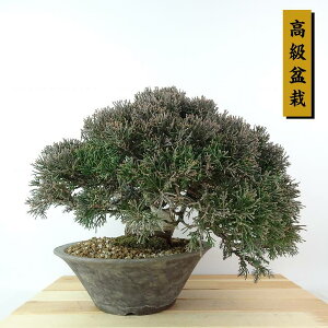 ~ ^  ㉺ 22cm ς ~ Juniperus chinensis VpN W V qmL Ύ Ϗܗp i