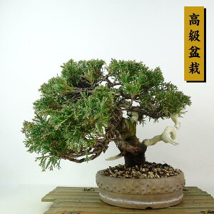 ~ ^  21cm ς ~ Juniperus chinensis VpN W V qmL Ύ Ϗܗp i