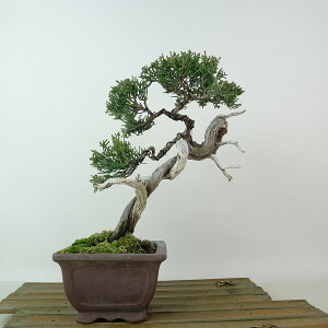 ~ ^  19cm ς Juniperus chinensis VpN W V qmL Ύ Ϗܗp i i