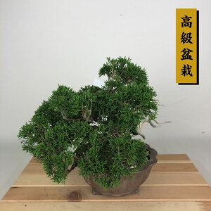 ~ ^  19cm ς ~ Juniperus chinensis VpN W V qmL Ύ Ϗܗp i i