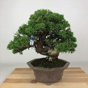 ~ ^  23cm ς Juniperus chinensis VpN W V qmL Ύ Ϗܗp i