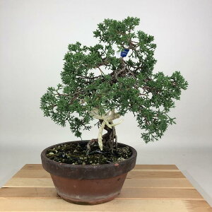 盆栽 真柏 紀州 樹高 約26cm しんぱく Juniperus chinensis シンパク ジン シャリヒノキ科 常緑樹 観賞用 現品 送料無料