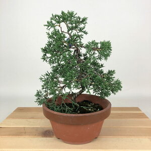 ~ ^ IB  21cm ς Juniperus chinensis VpN qmL Ύ Ϗܗp i 